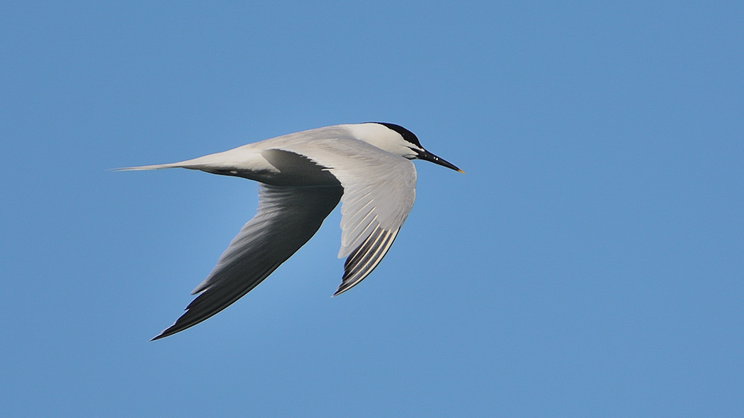 Sandwich Tern